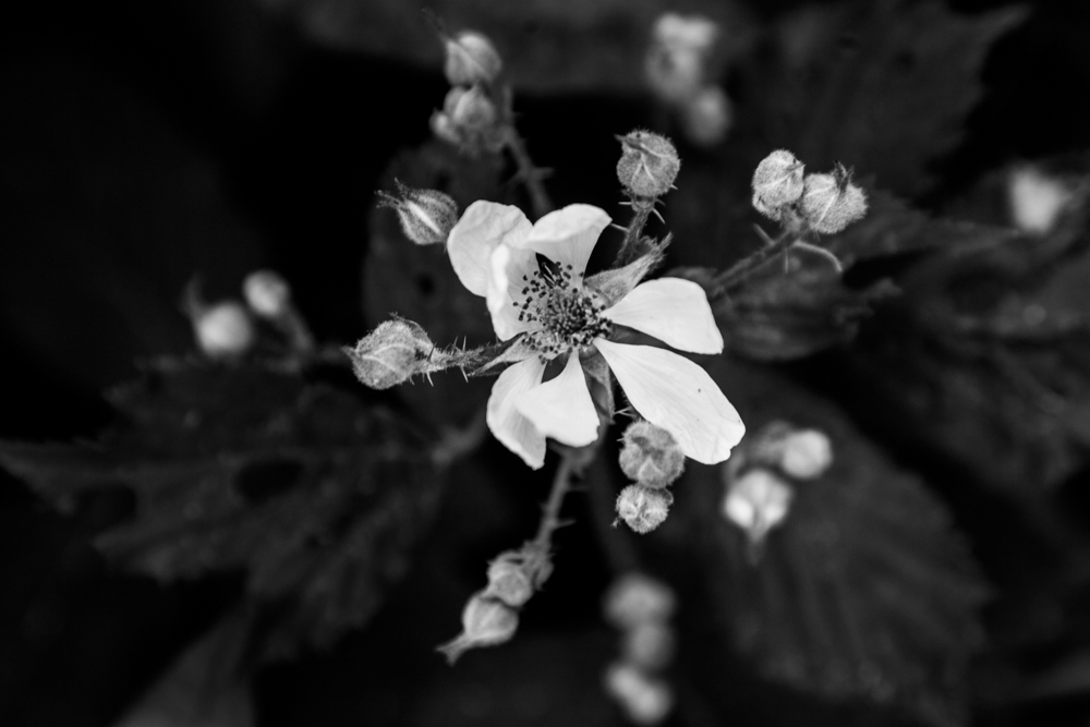 Grasses and weeds series 