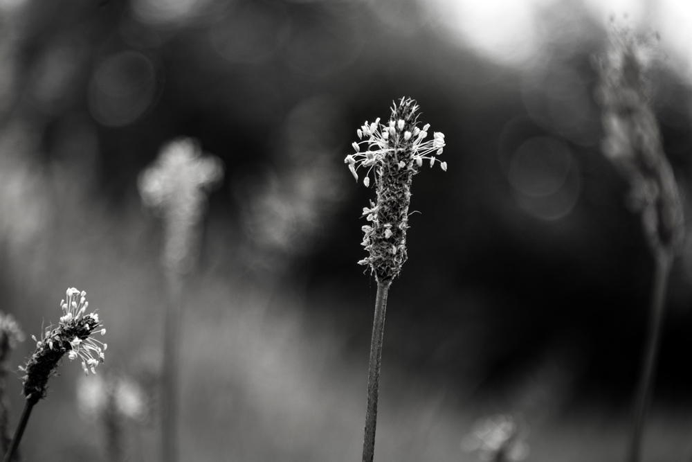 Grasses and weeds series 
